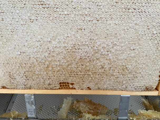Wabe mit Wachs verdeckelt