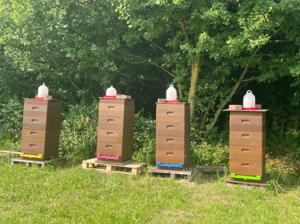 Die Bienenstöcke