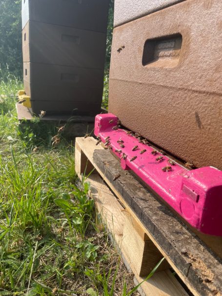 Das Flugloch der Bienen, also die Haustür