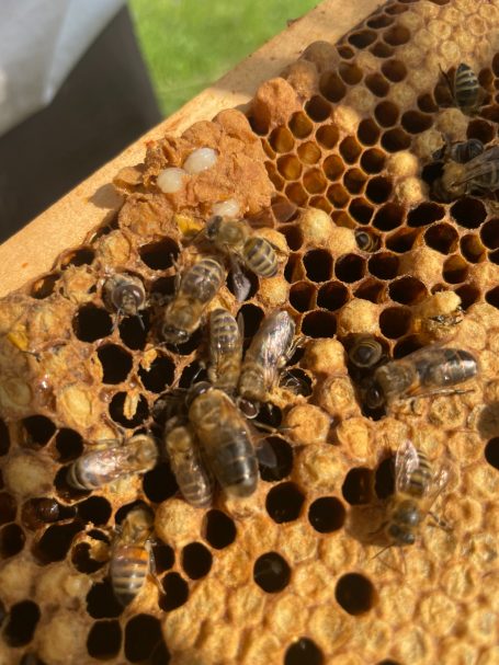 Hier schlüpfen gerade Bienen, auch die Larven sind zu sehen