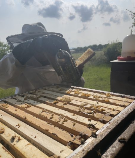 Mit Rauch werden die Bienen in den Stock geschickt